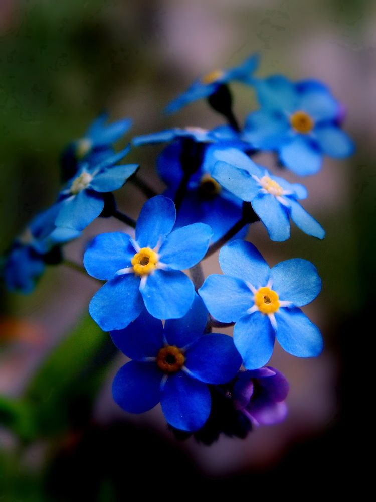 Лесные незабудки