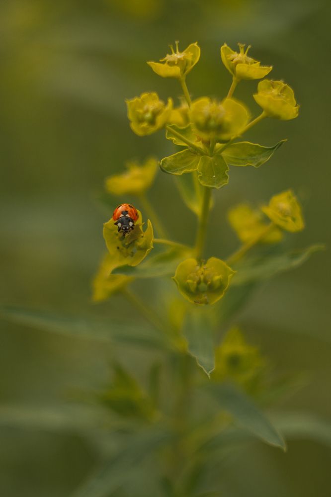 Photograph by Анастасия Ивахнова