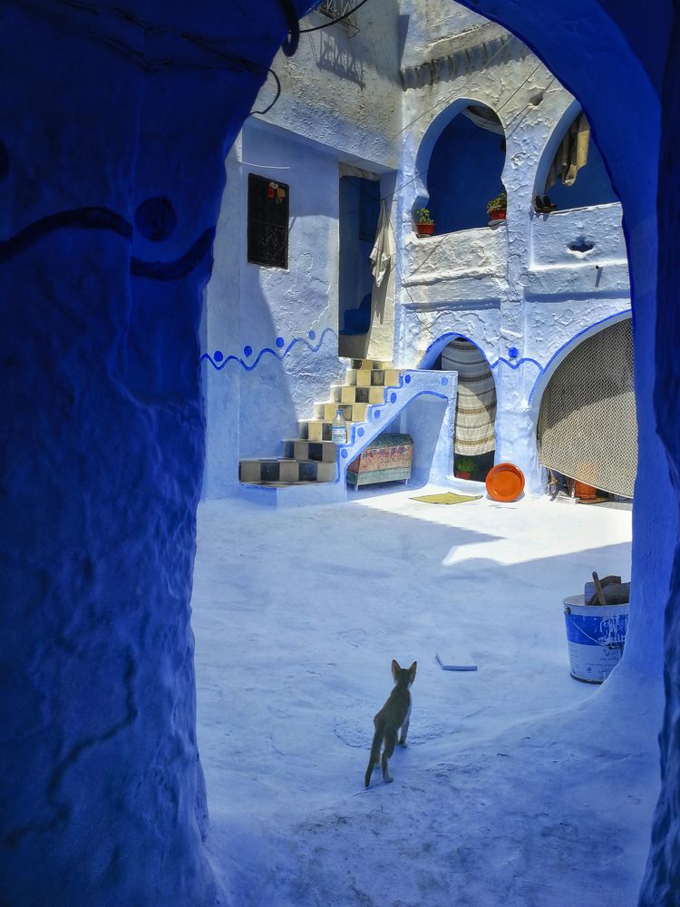 Living in the blue world