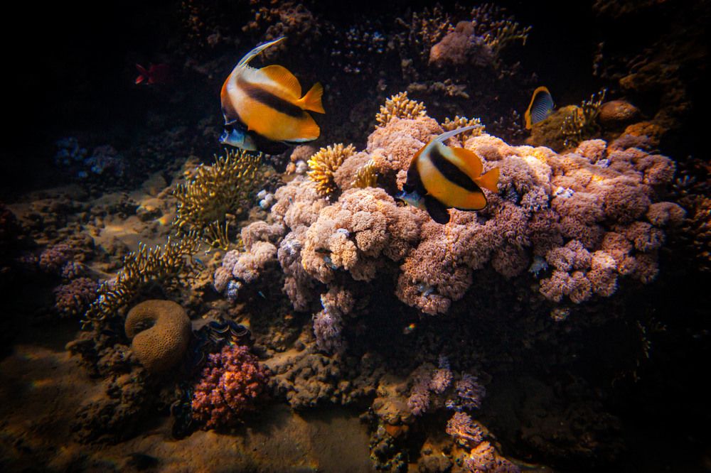 Photograph by Владимир Михайлов