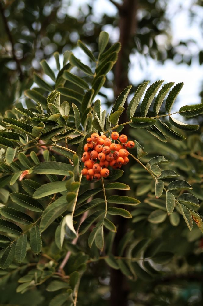 Photograph by Дарья Лазарева