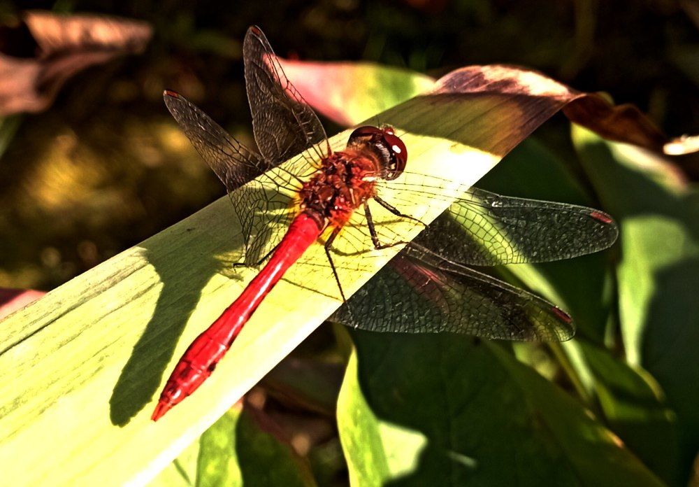 Photograph by леонид натапов