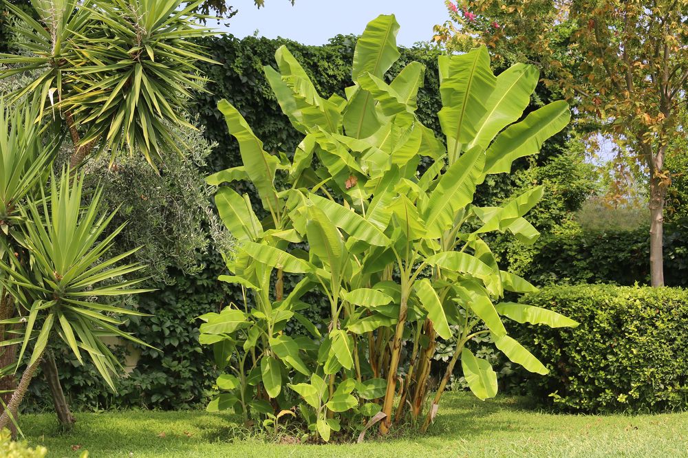 Зеленая листва банановой пальмы! The green foliage of a banana palm!