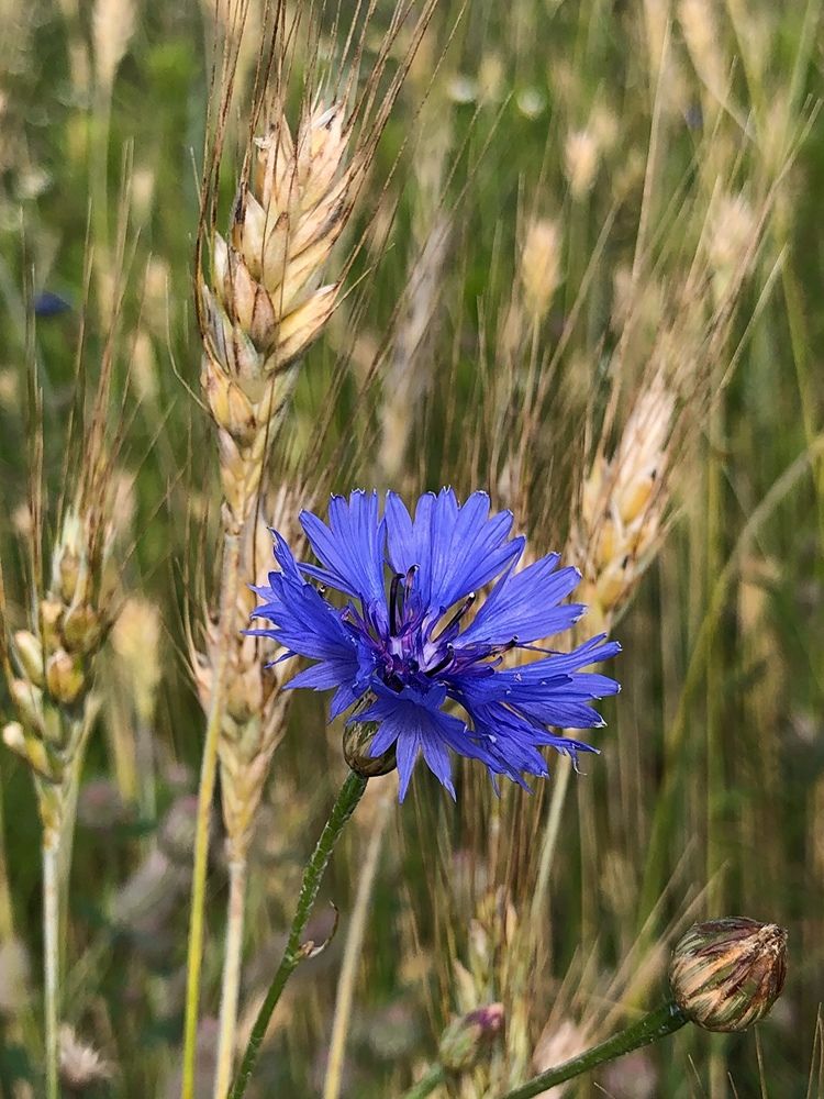 Photograph by Halina Mitsevich