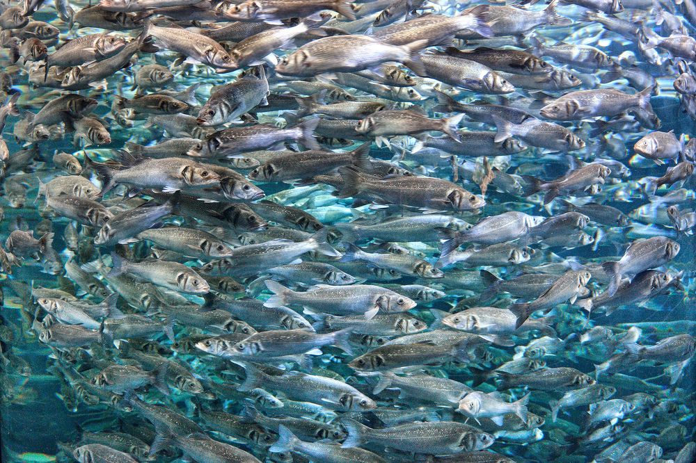 Photograph by Валерий