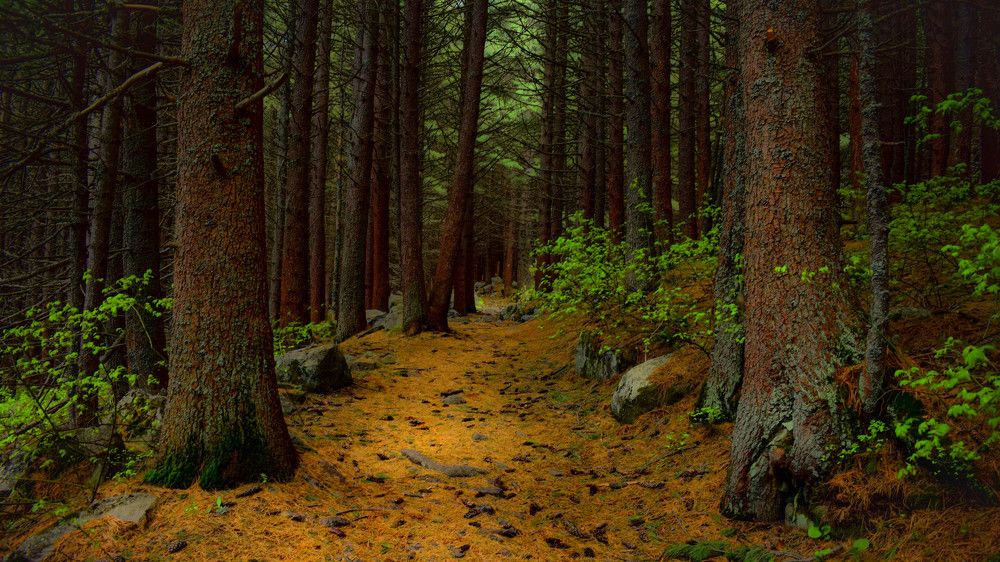 Diving into the forest