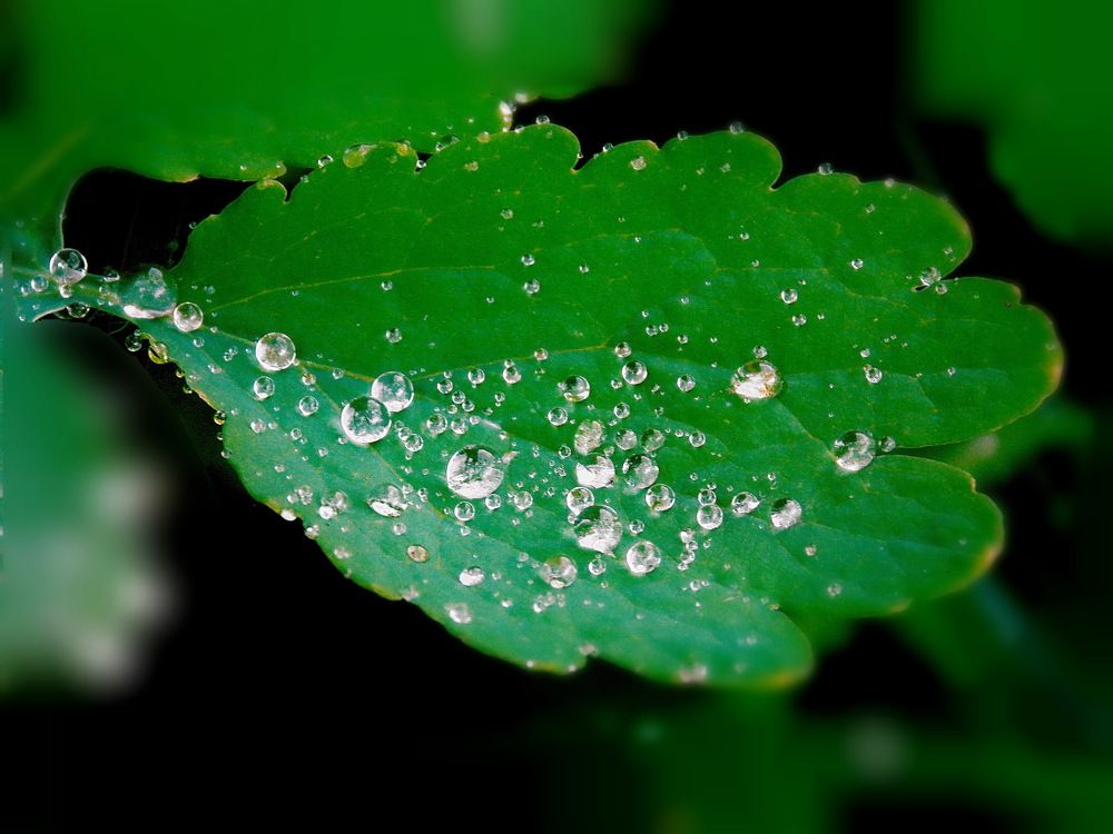 Алмазы дождя