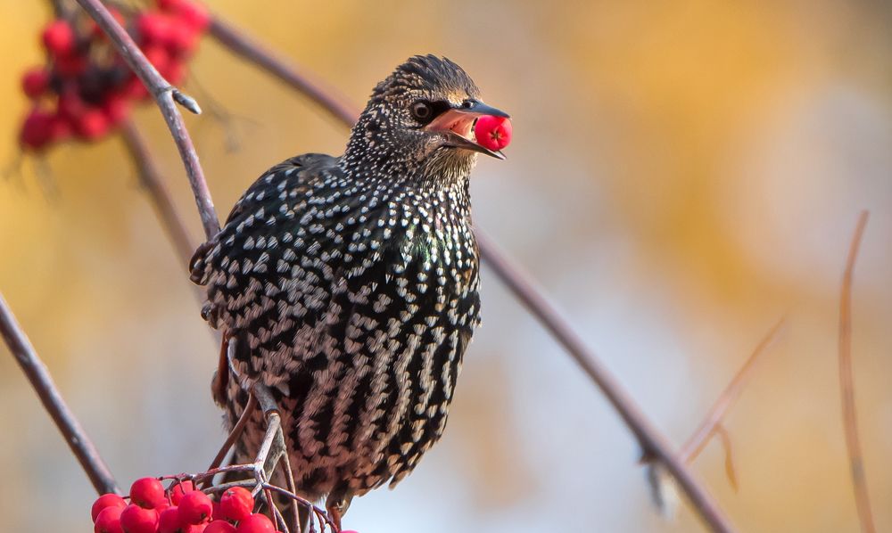 Photograph by Владимир Безбородов