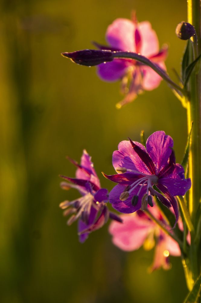 Photograph by Марина Евченко