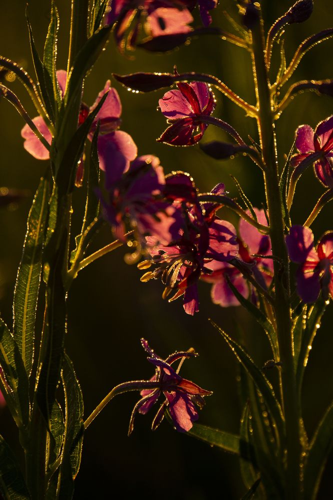 Photograph by Марина Евченко