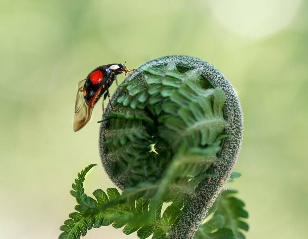 Photograph by Тараненко Анжелика