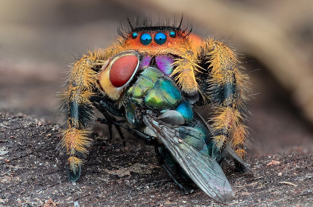 Female Phidipus eating