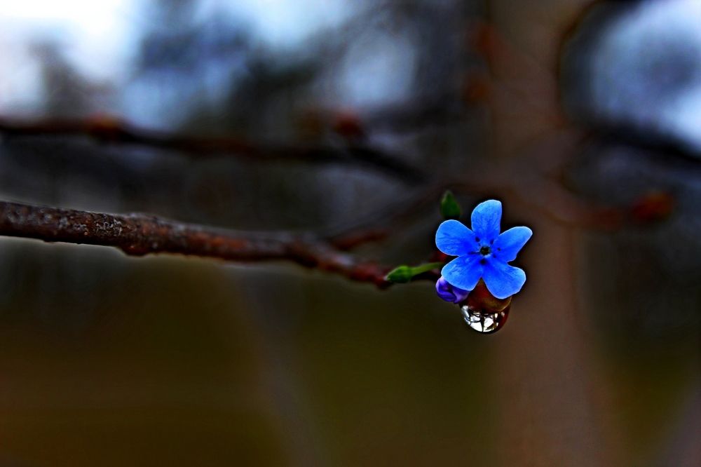 Нежность и чистота