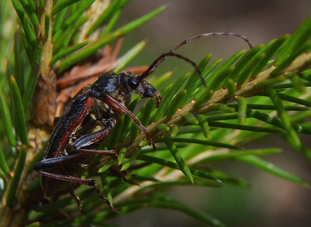 Фотография автора Сергей Суворов