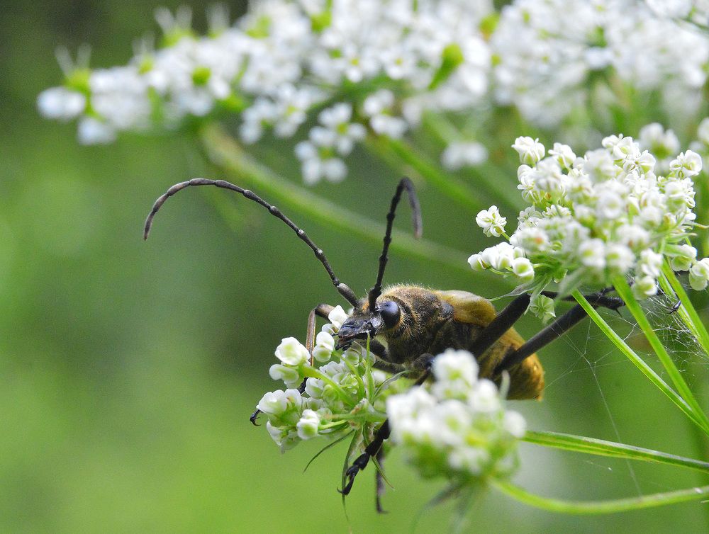 Фотография автора Сергей Суворов