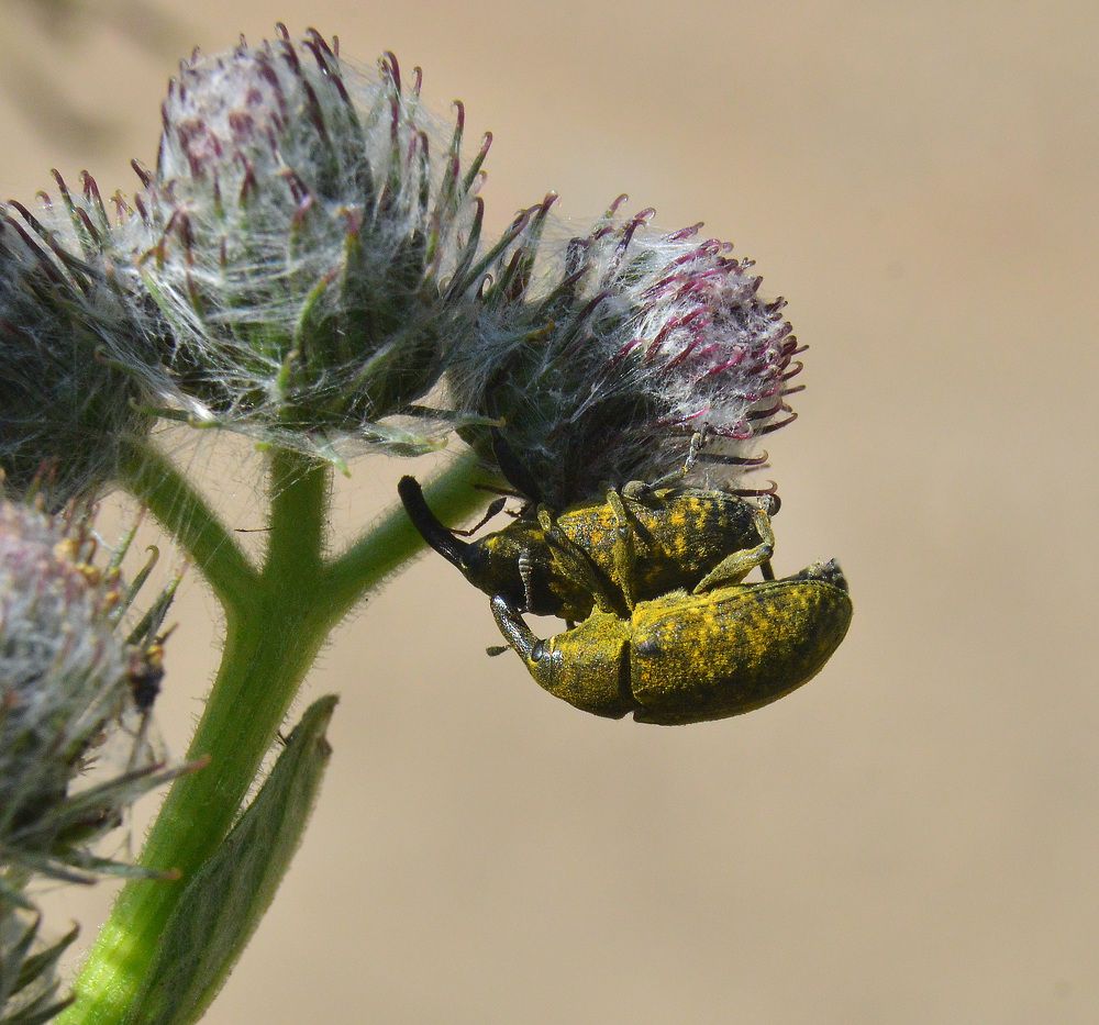 Фотография автора Сергей Суворов