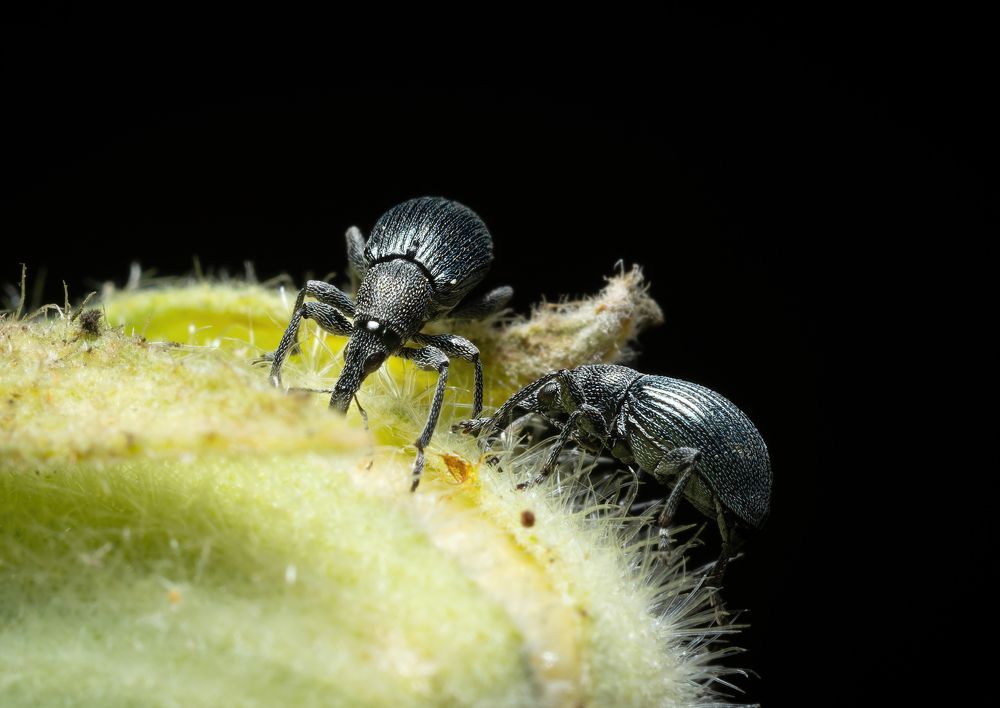 Фотография автора Олесь Парицкий