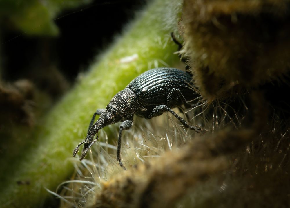 Фотография автора Олесь Парицкий