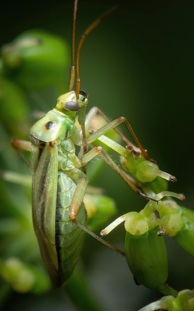 Фотография автора Олесь Парицкий