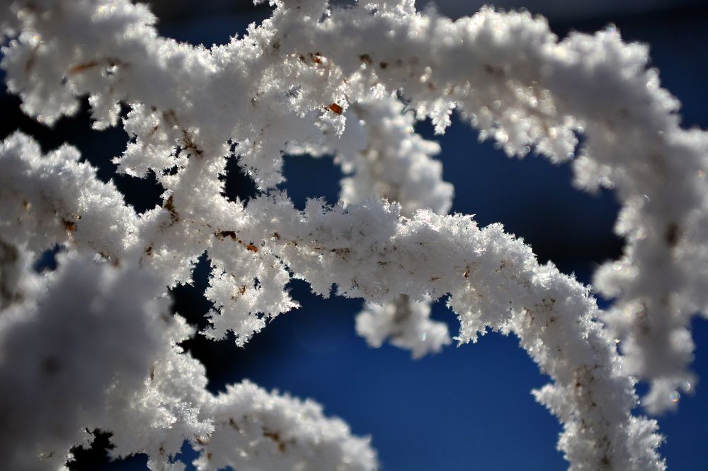 Веточка в белой шубке