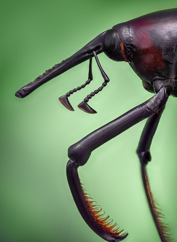 Cyrtotrachelus longimanus