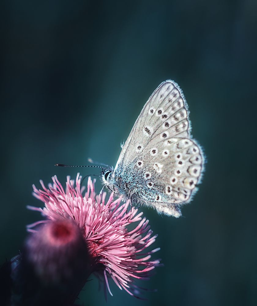 Фотография автора Юлия Усенко