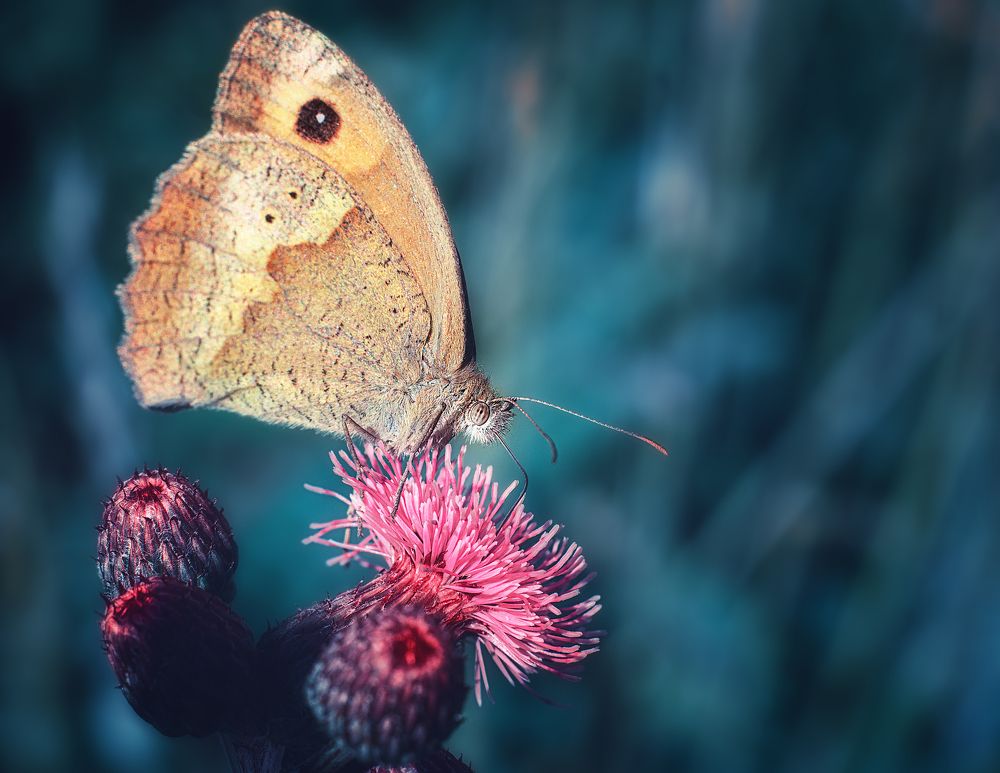 Photograph by Юлия Усенко