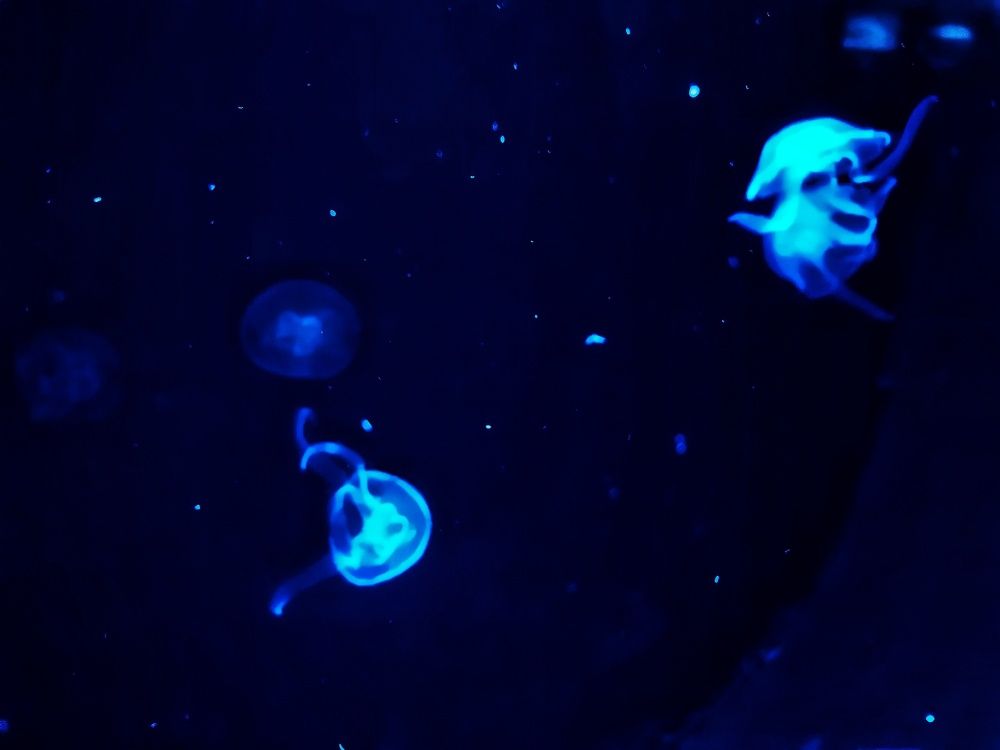 Photograph by Дайана