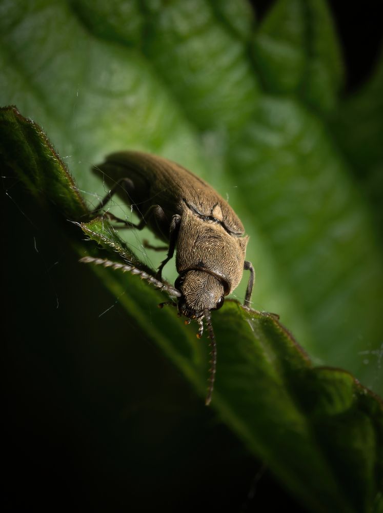 Фотография автора Олесь Парицкий