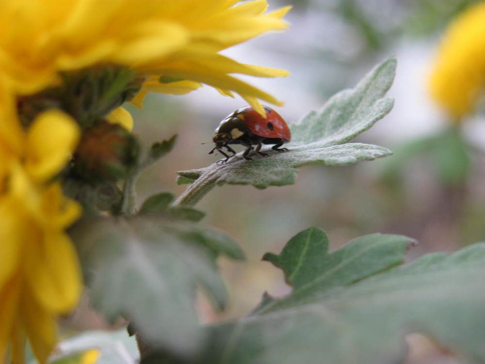 Photograph by Аlessandro