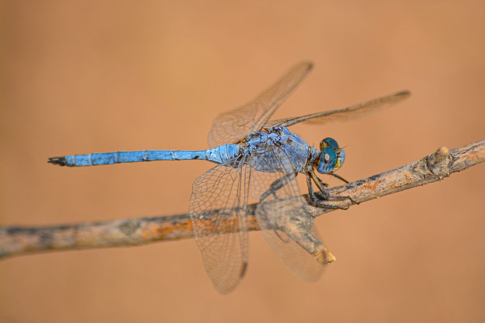 Photograph by Bachir Rabouh