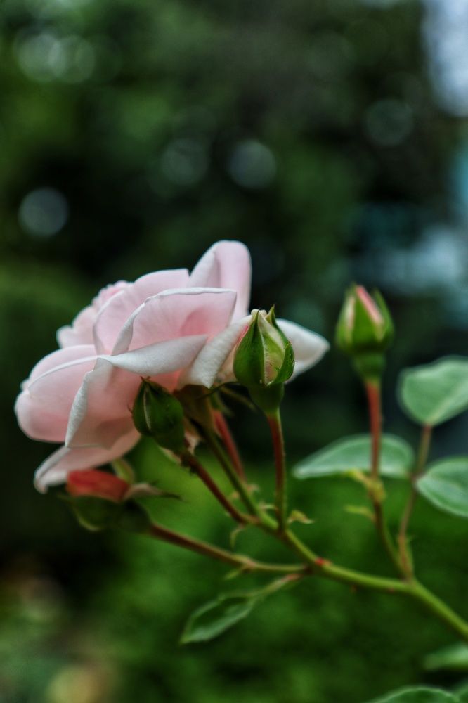 Photograph by Ирина Новицкая