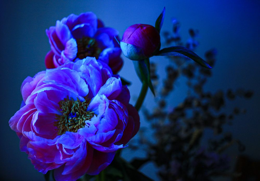 Photograph by Катя Филиппова