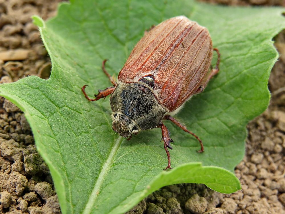 Cockchafer on a green leaf
