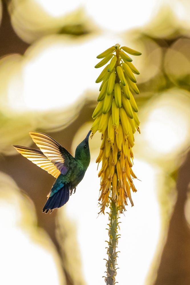 The Chosen Pollinator