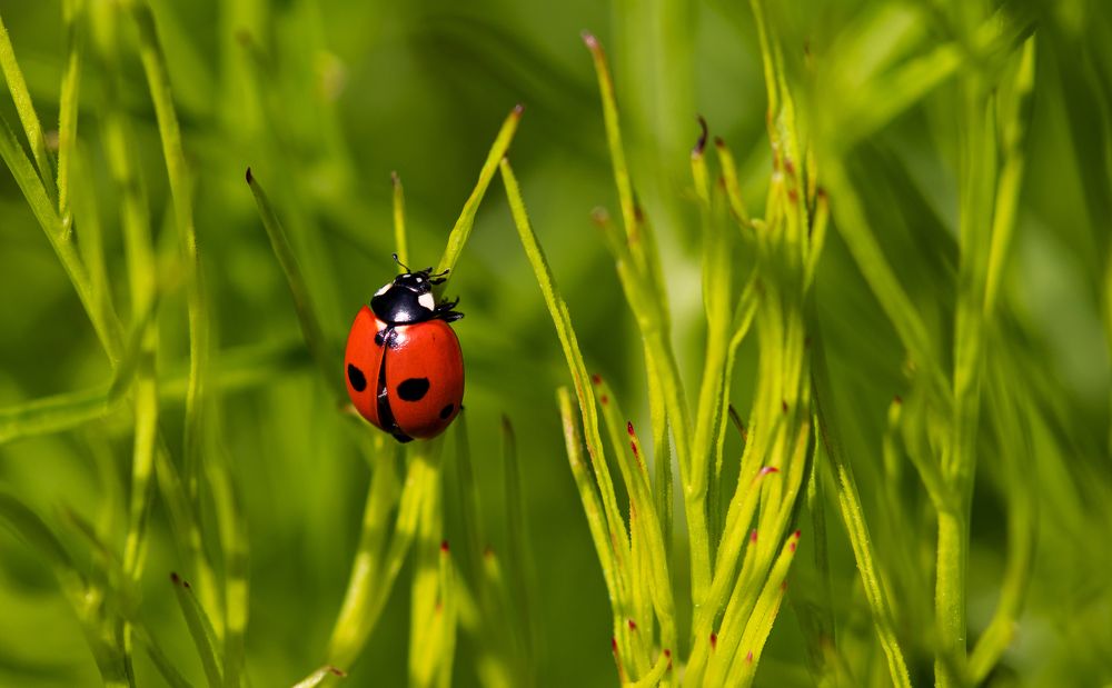 Photograph by Jelena Murina