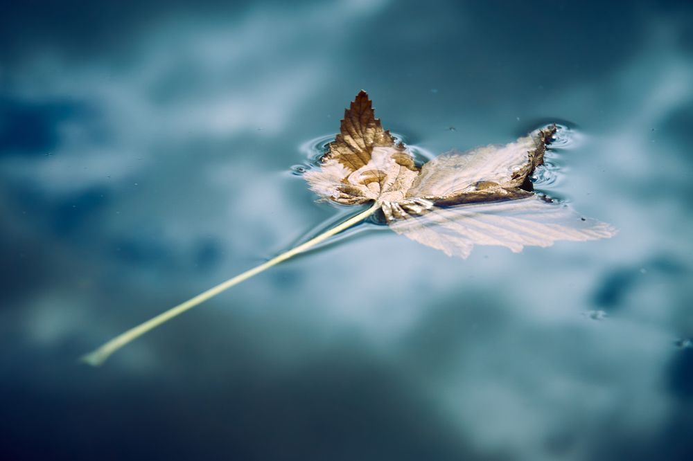 Лист на воде.