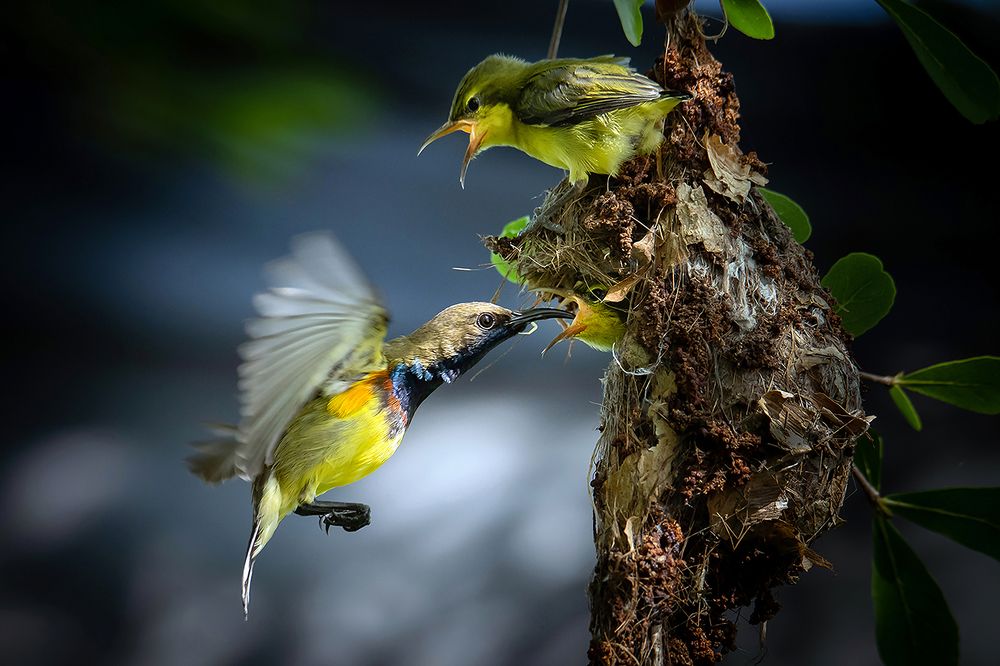 Hút mật nuôi con