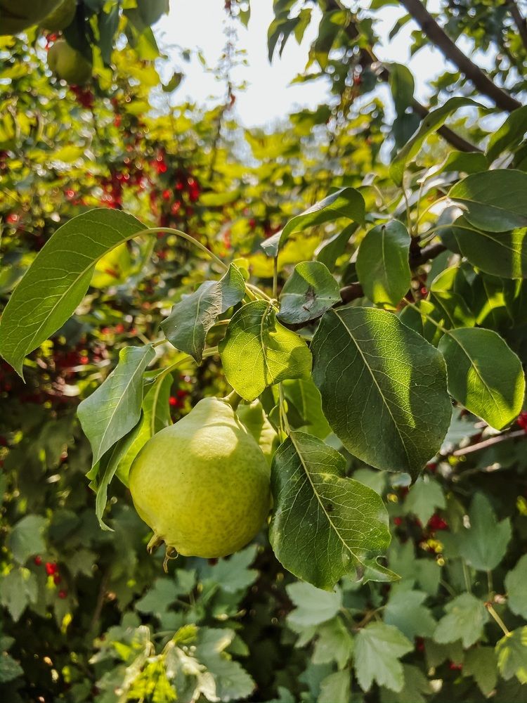 Photograph by Анна Леонова