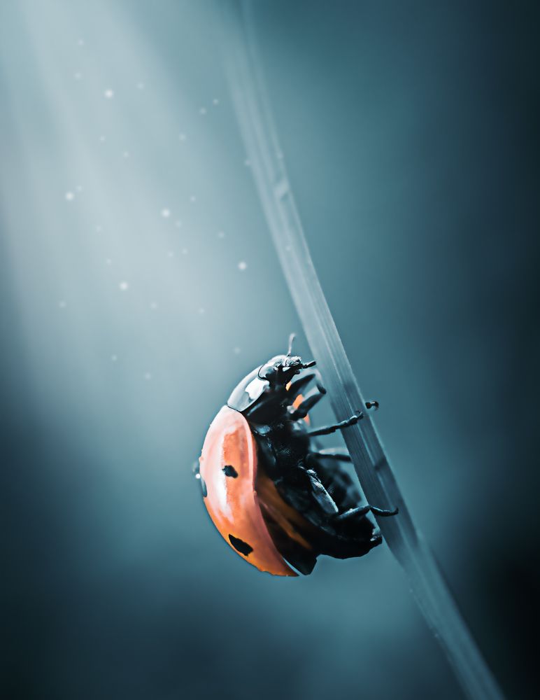 Photograph by YULYA ROMANOVA