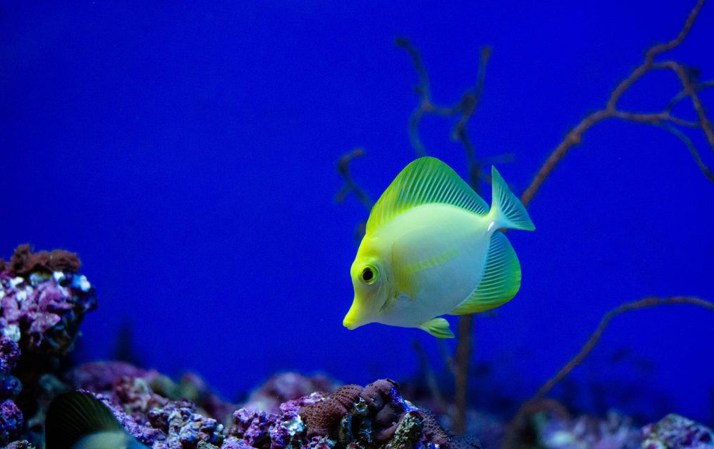 Photograph by Диана Бородзе