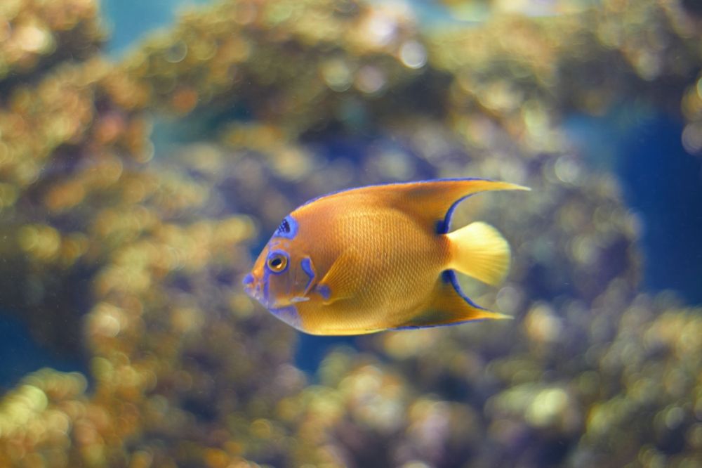 Photograph by Светлана Сафонова