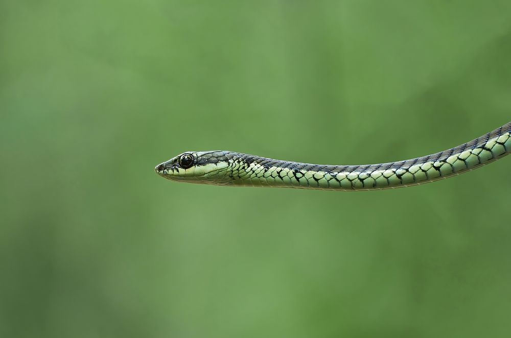 Photograph by Sonnadara Kushan Madushanka