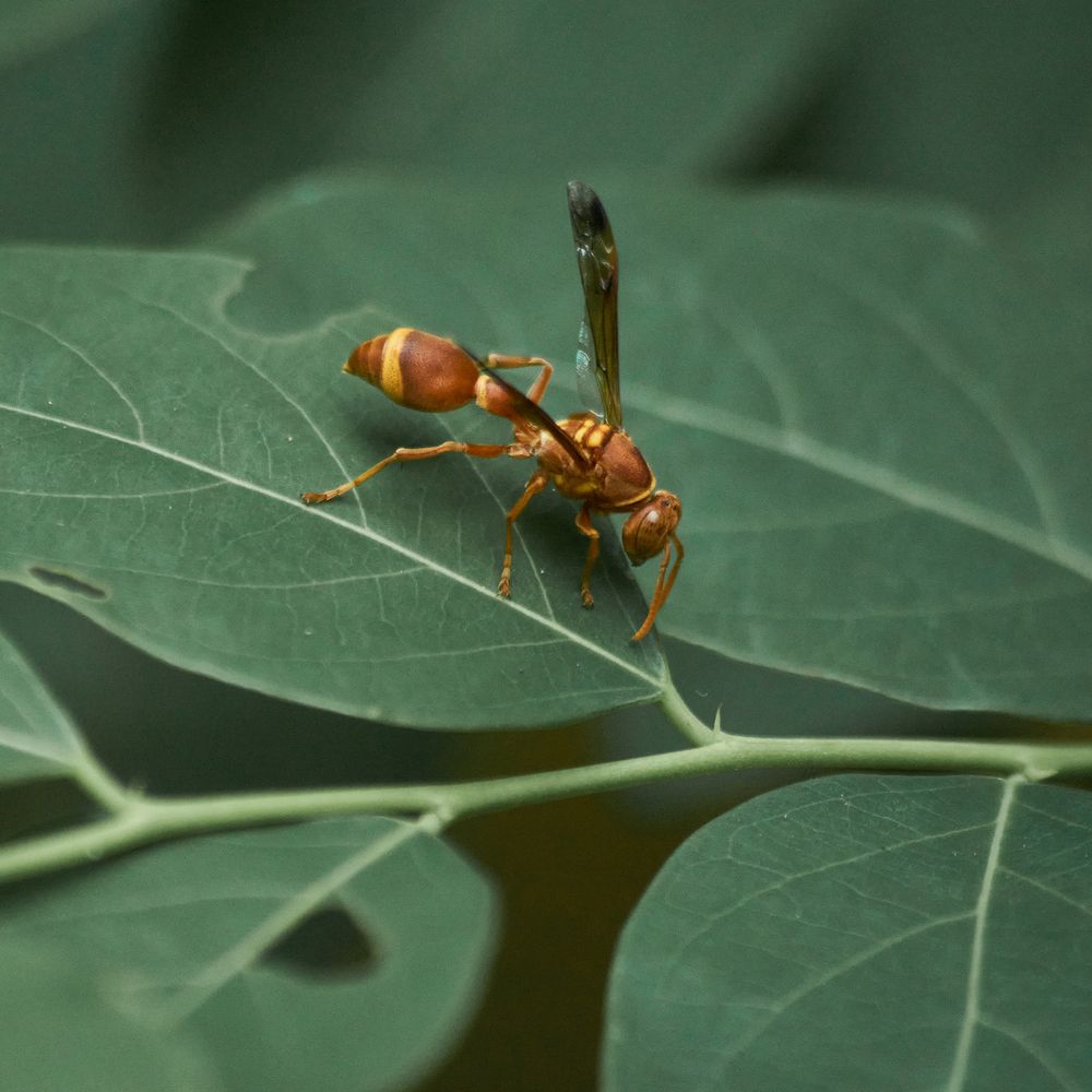Photograph by Sonnadara Kushan Madushanka