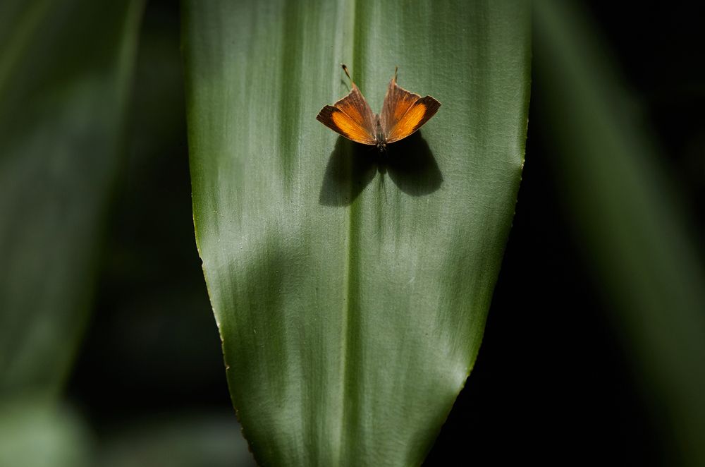 Photograph by Sonnadara Kushan Madushanka