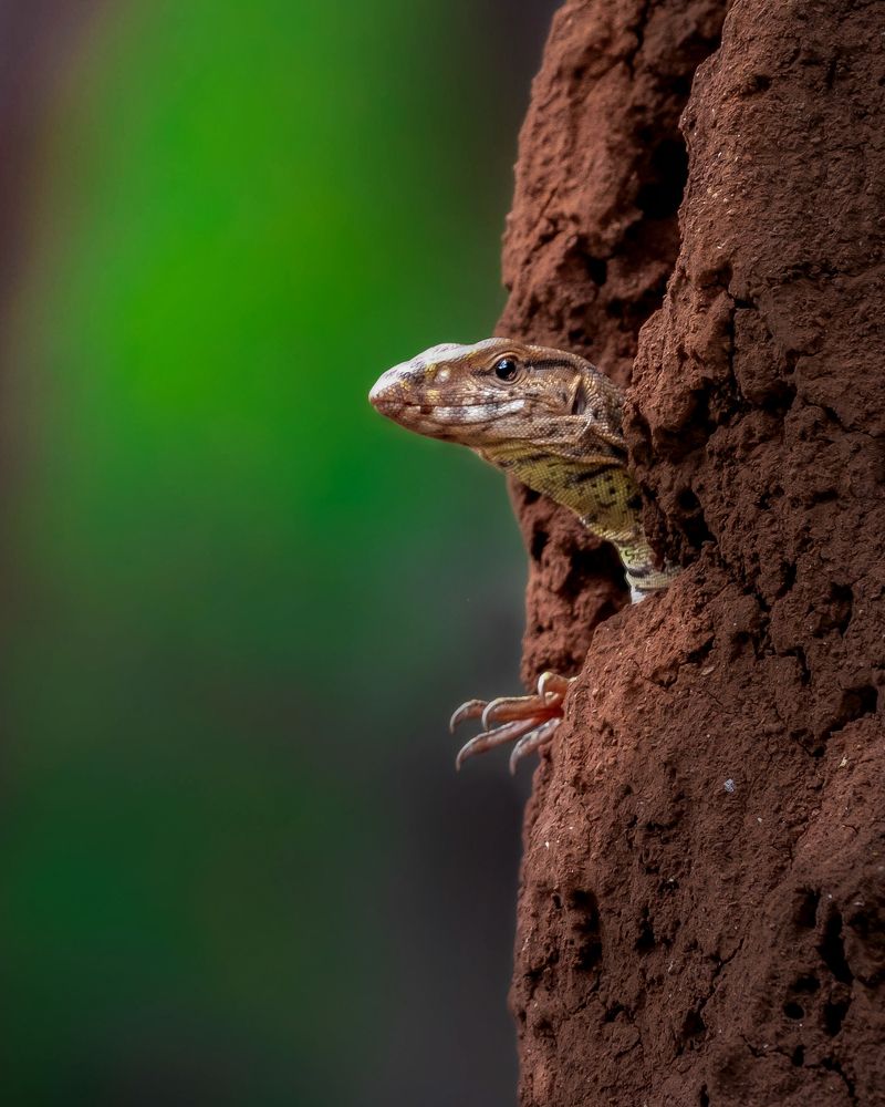 Asian water monitor lizard