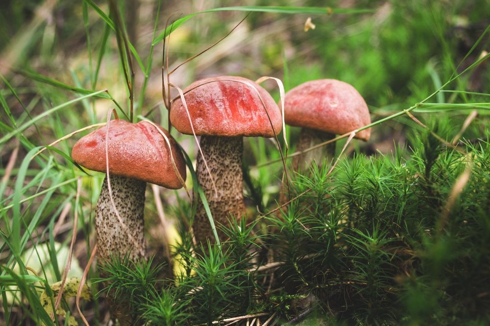 Photograph by Елизавета Большакова