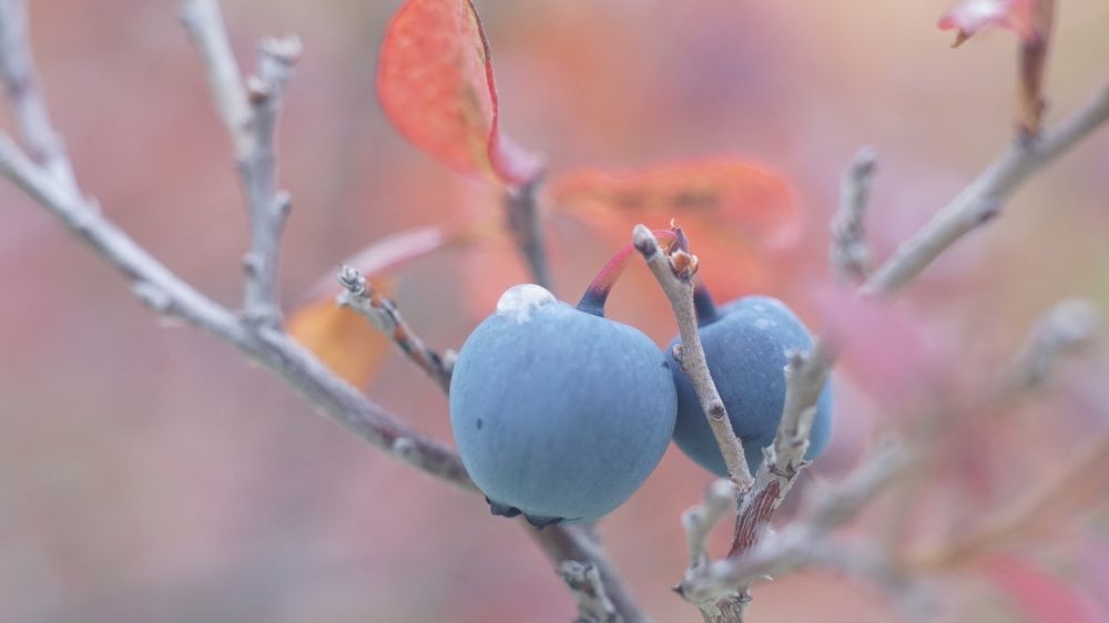 Фотография автора Елена Гасай