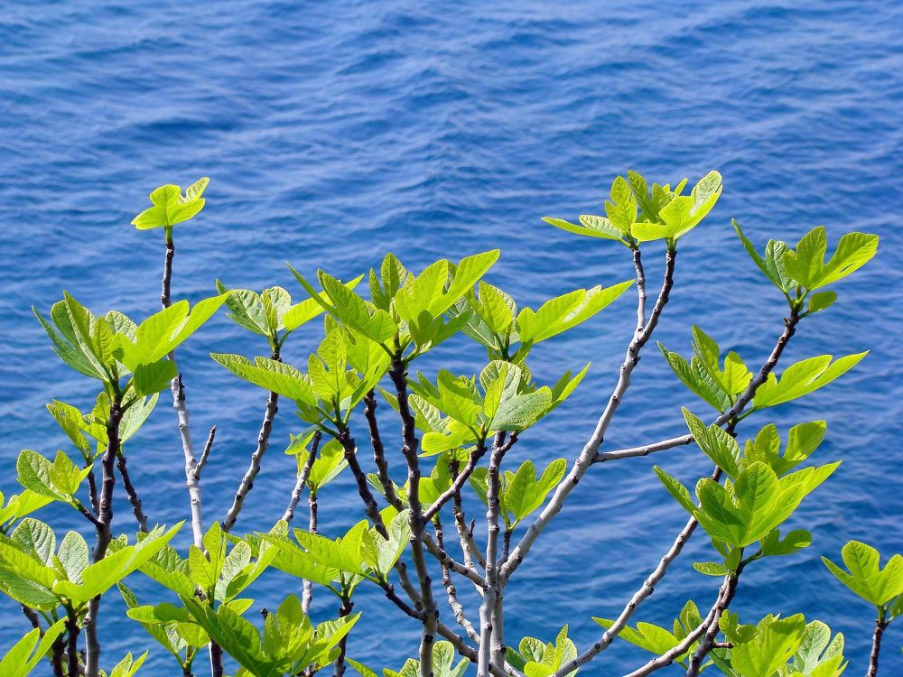 Photograph by Ирина Федичева