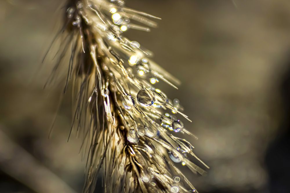 Фотография автора János Rábli